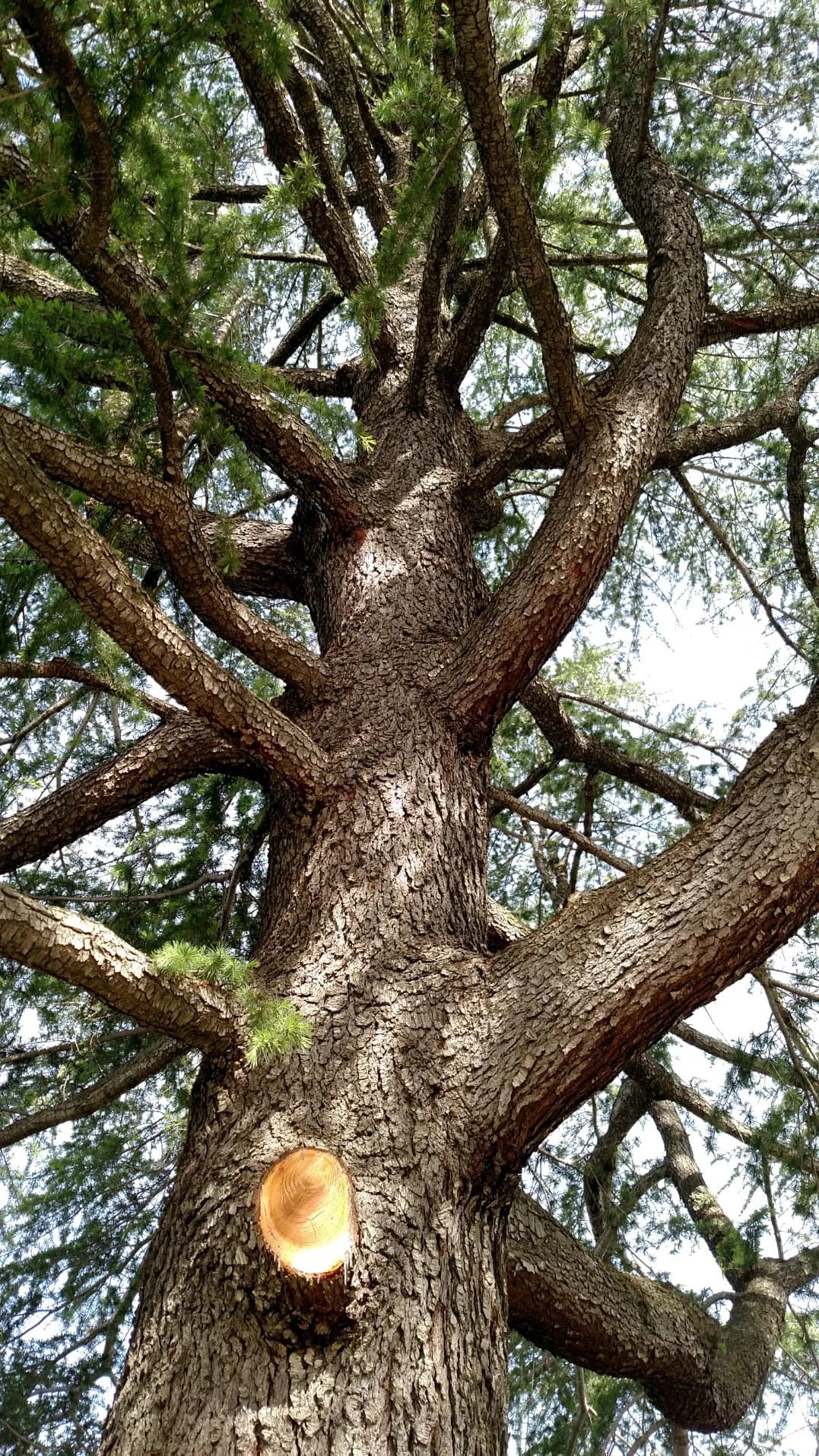 Tree services in Placer County, California