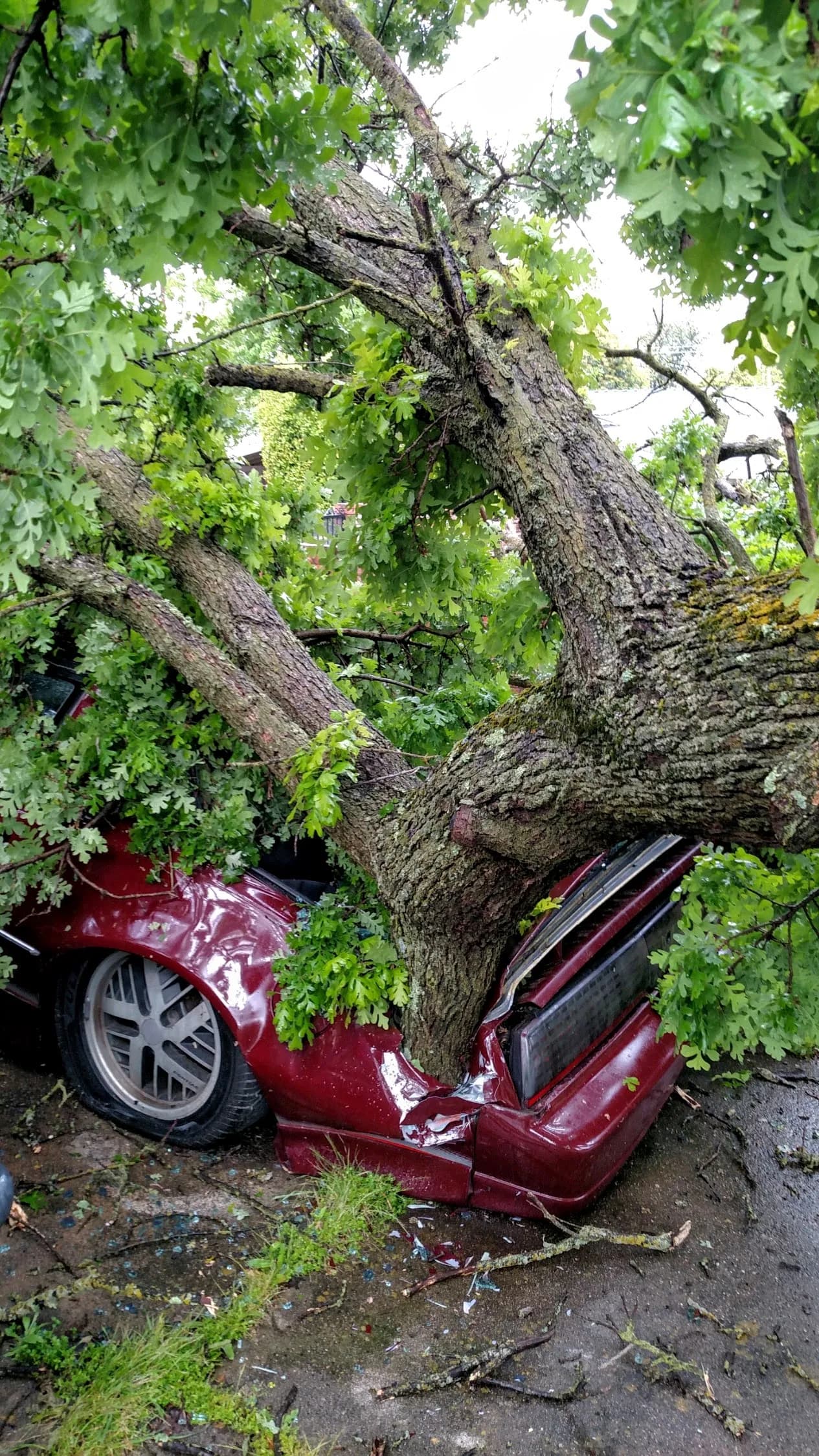 Capital Tree Service professional team at work