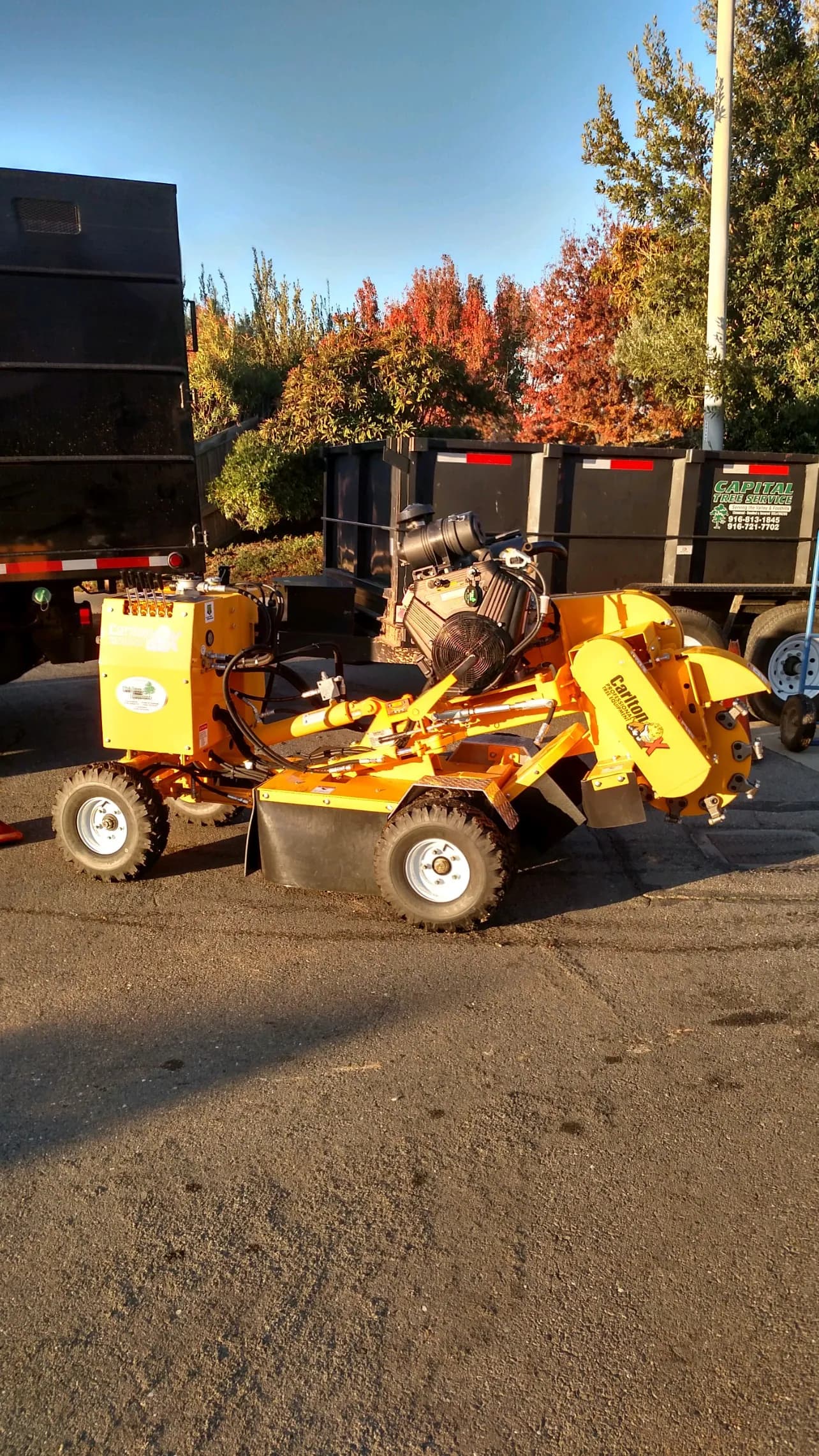 Contact Capital Tree Service for professional tree care