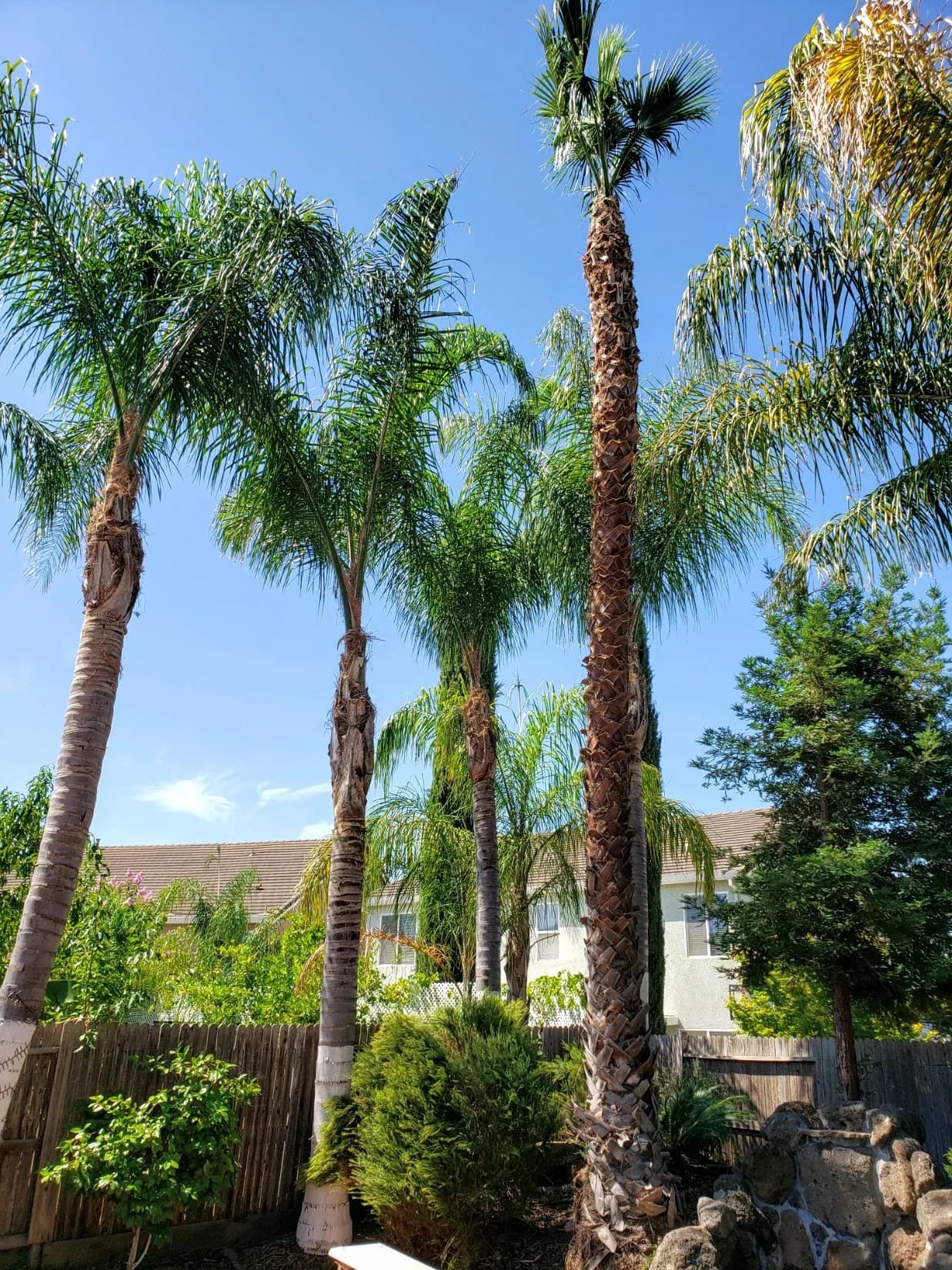 Emergency Tree Service project example 4