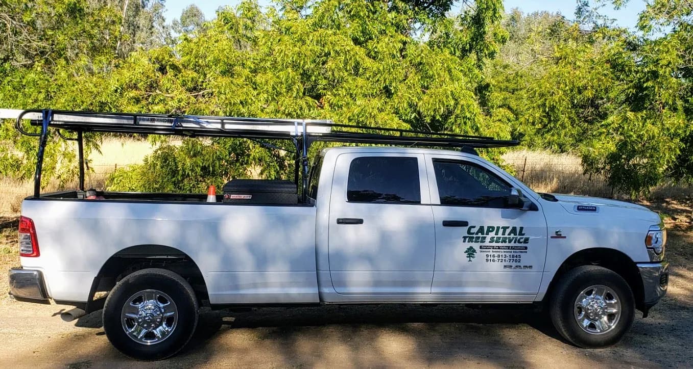 Tree service project in Linda