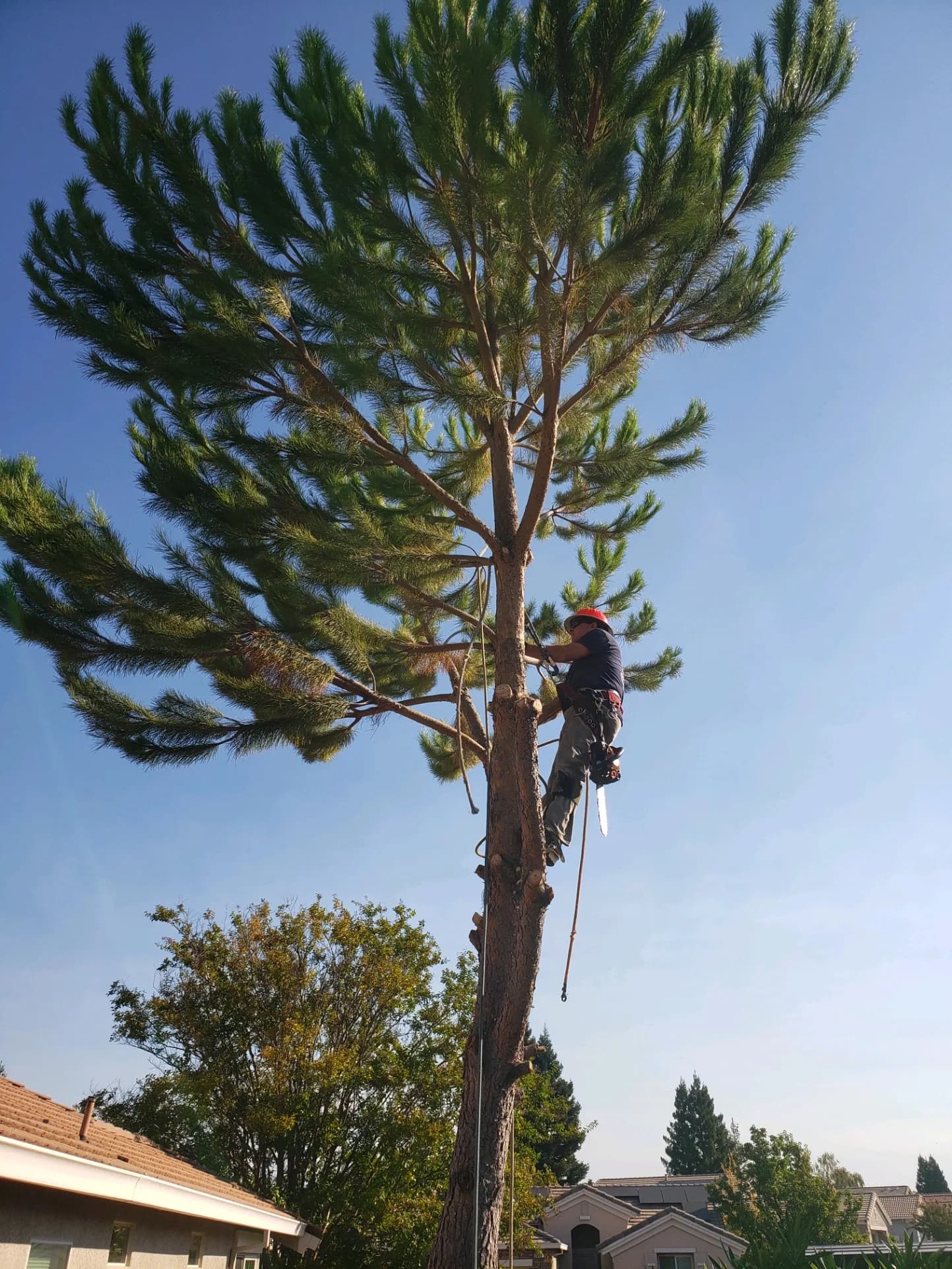 Tree services in Newcastle, Placer County