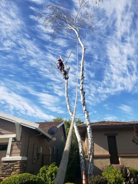 Capital Tree Service crew at work in Northern California