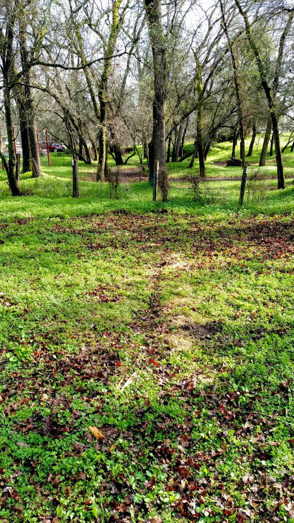 Defensible Space Clearing - Capital Tree Service