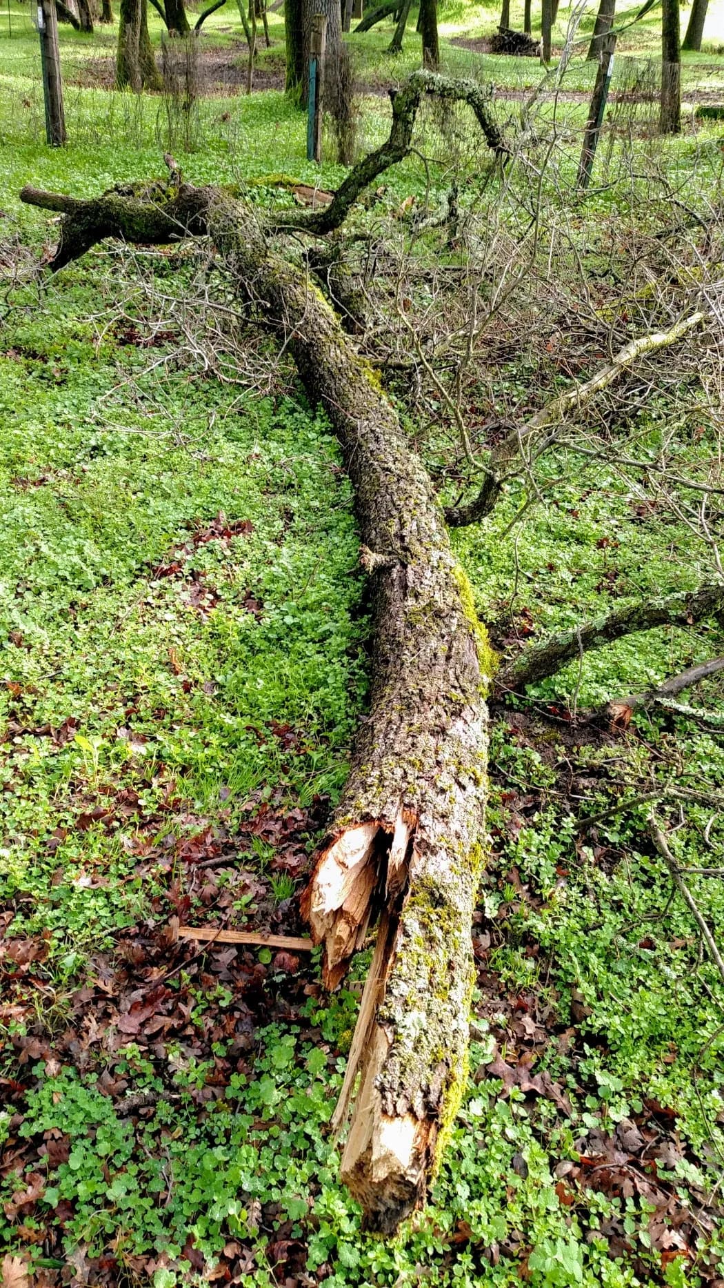 Tree service project in Lake Wildwood