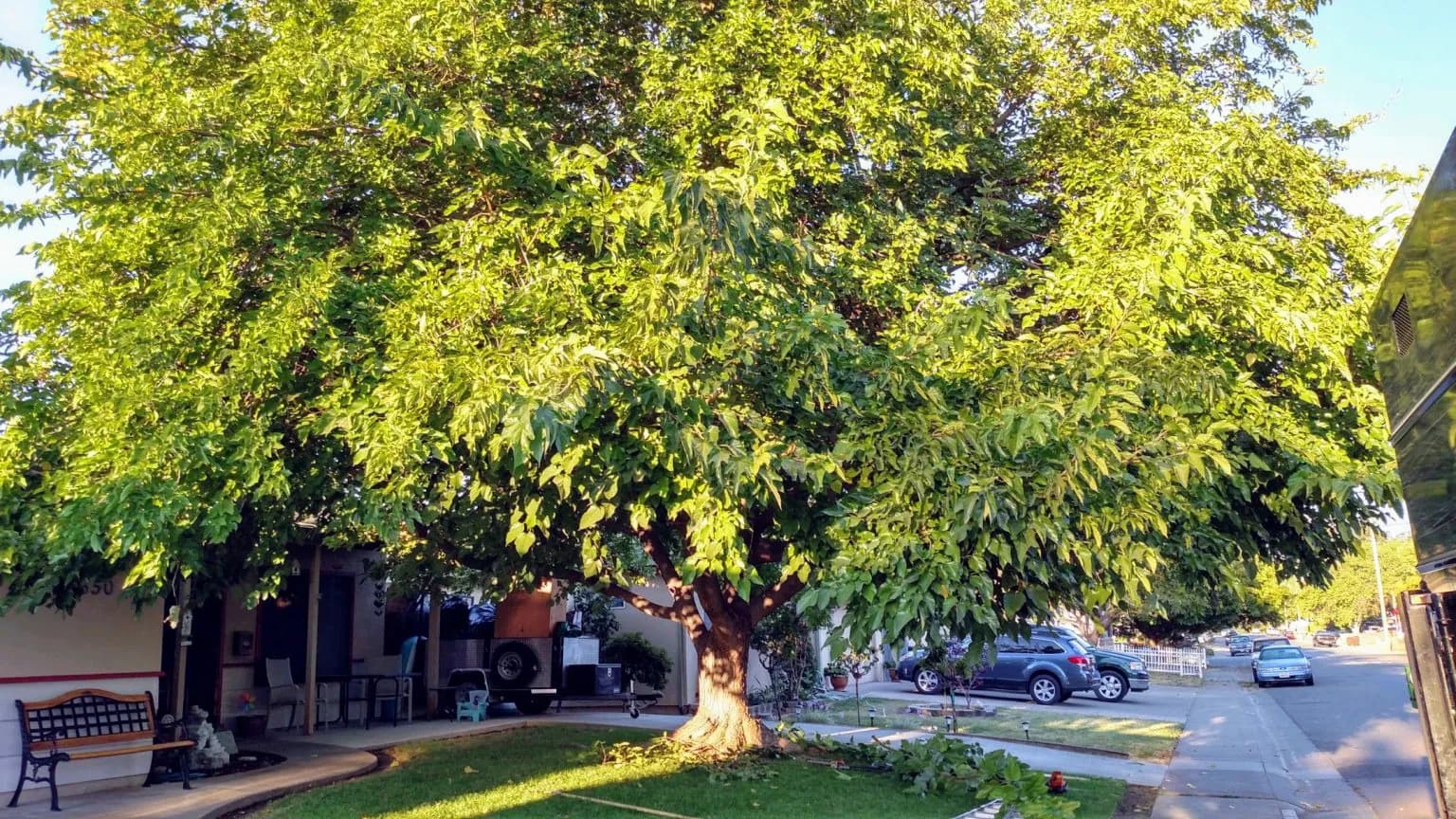 Tree service project in Linda
