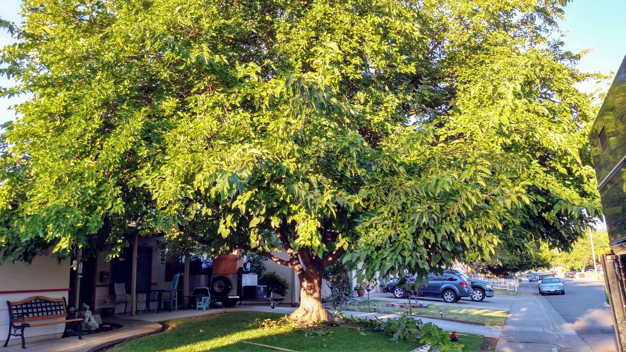 Emergency Tree Service project example 2