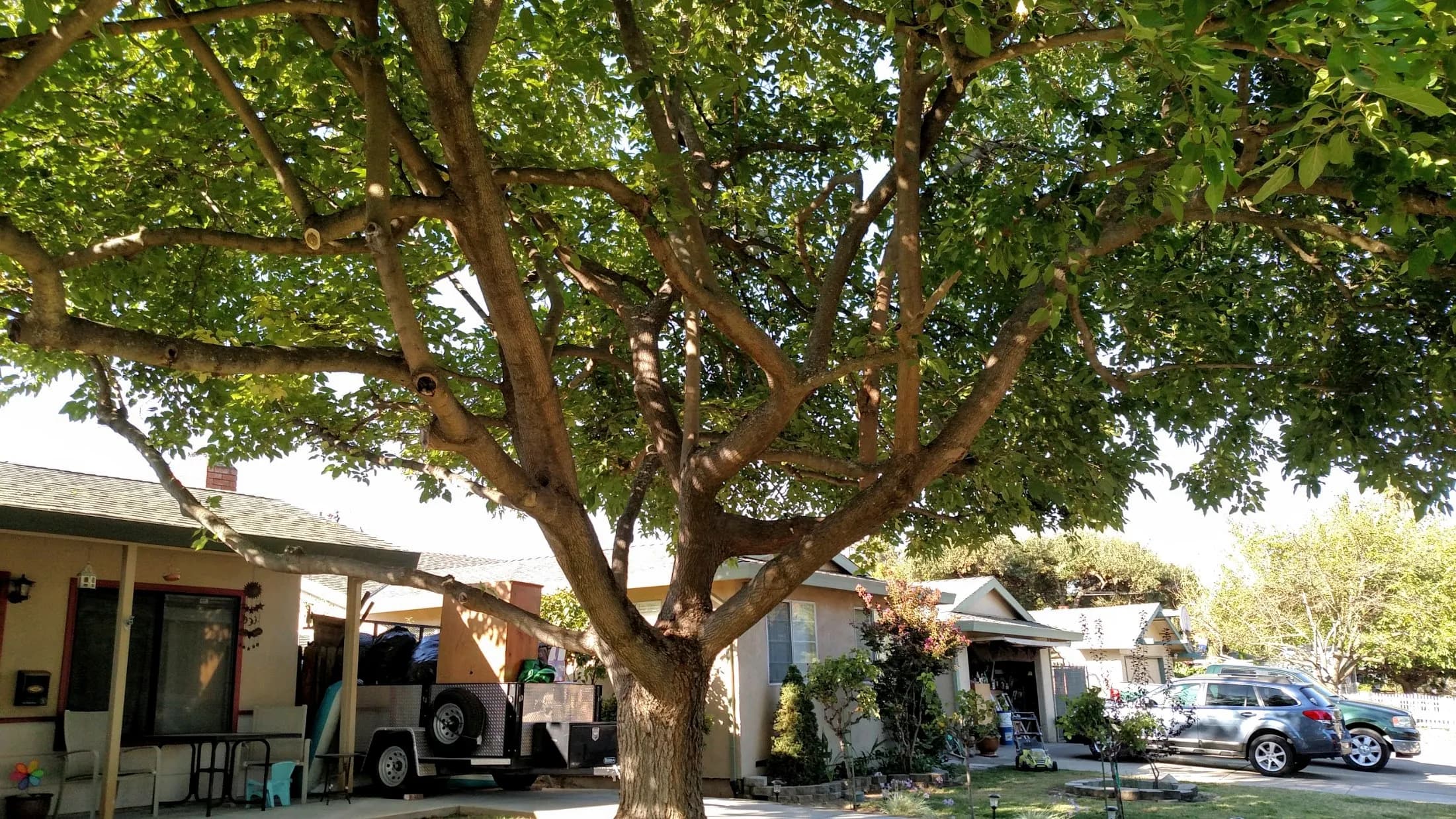 Emergency Tree Service project example 3