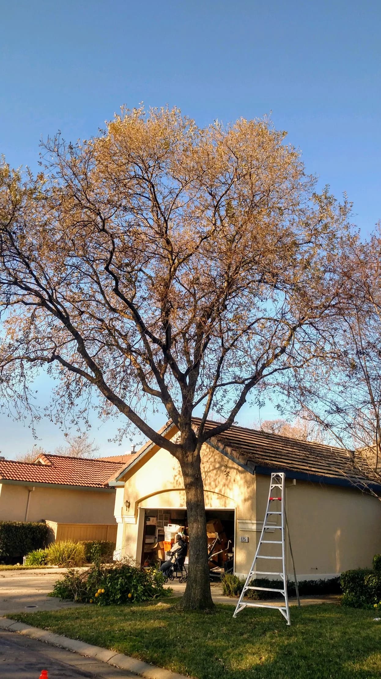 Defensible Space Clearing project example 2