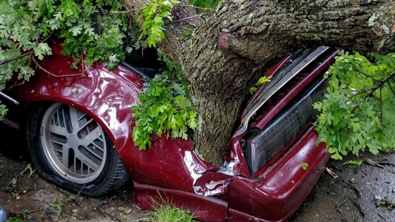 Tree services in Lake Wildwood, Nevada County