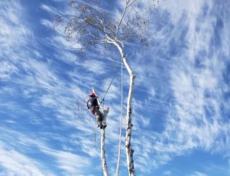 Tree Trimming & Pruning project example 4