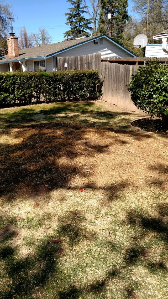 Woodchip Delivery - Capital Tree Service