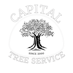 Capital Tree Service | Tree Trimming & Service | Placer and Sacramento