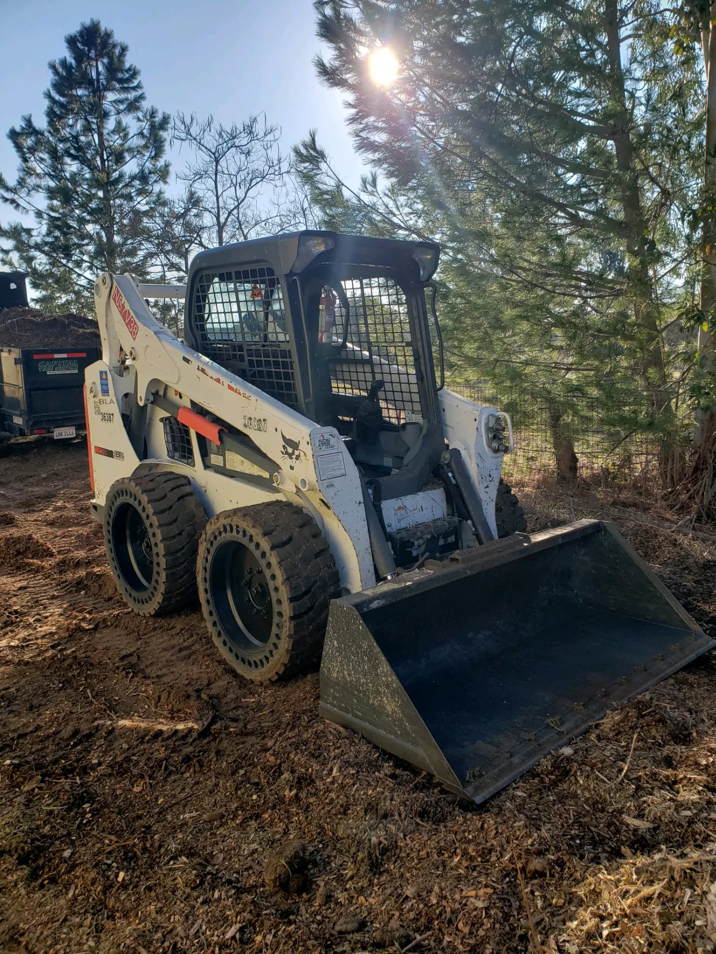 Bobcat