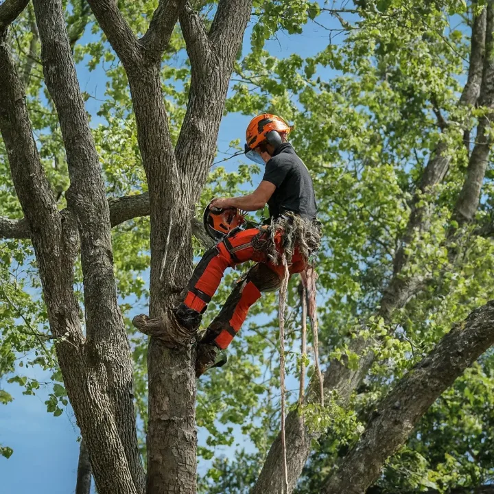 Loomis Tree Service Loomis Tree Removal