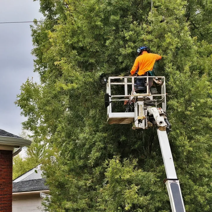 Loomis Tree Removal Loomis Tree Removal